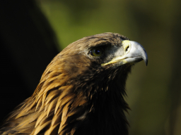 Steinadler